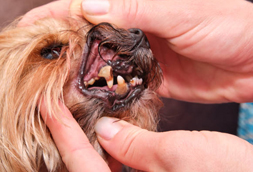 Shenango township Dog Dentist