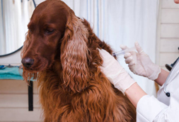 Dog Vaccinations in Baden