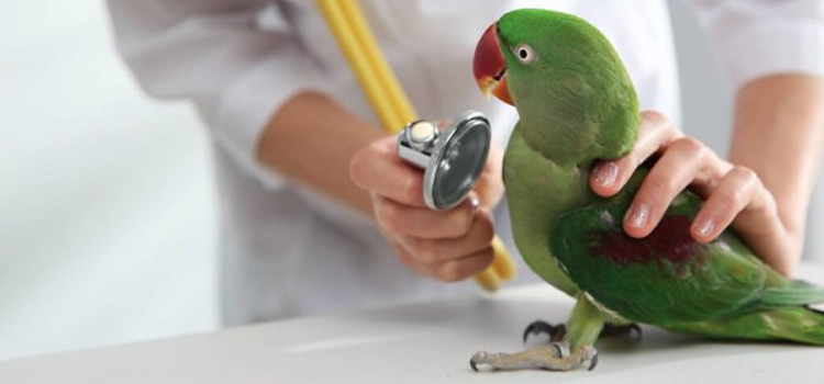 bird regular veterinary hospital in Chambersburg township