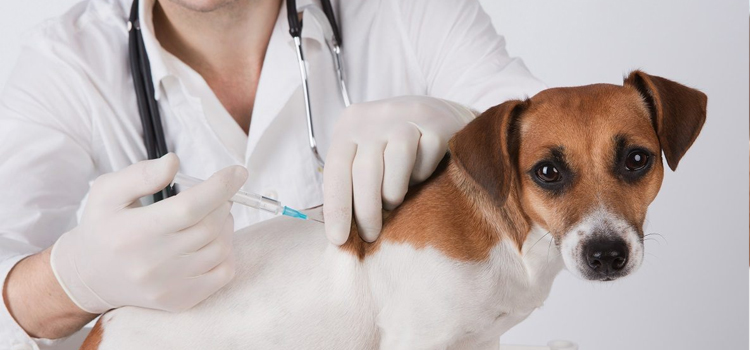 dog vaccination clinic in Charlestown