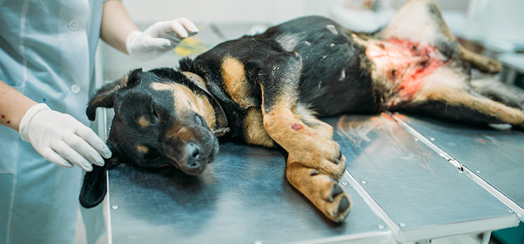 Charleston animal hospital veterinary operation