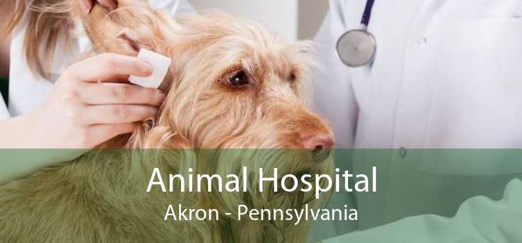 Animal Hospital Akron - Pennsylvania