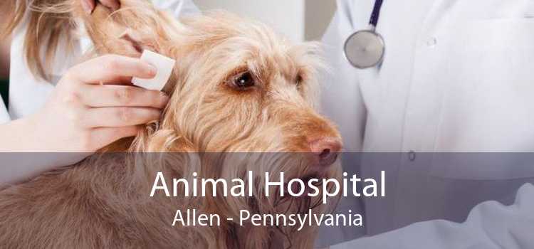 Animal Hospital Allen - Pennsylvania