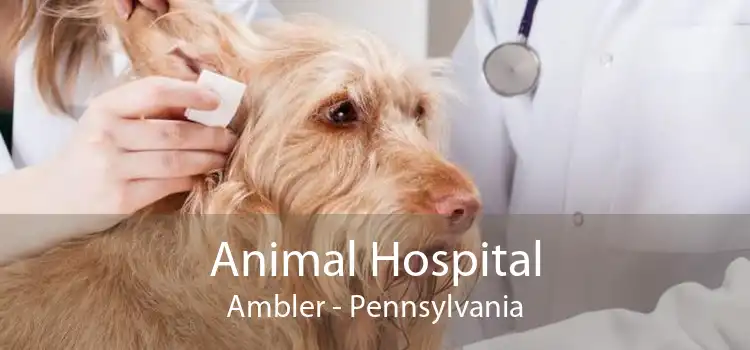 Animal Hospital Ambler - Pennsylvania
