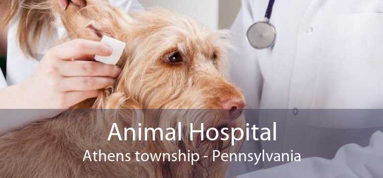 Animal Hospital Athens township - Pennsylvania