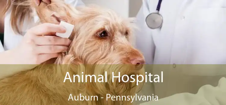 Animal Hospital Auburn - Pennsylvania