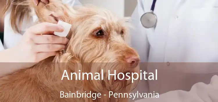 Animal Hospital Bainbridge - Pennsylvania