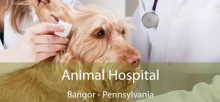 Animal Hospital Bangor - Pennsylvania