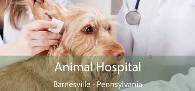 Animal Hospital Barnesville - Pennsylvania