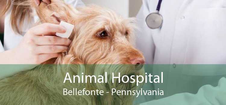 Animal Hospital Bellefonte - Pennsylvania