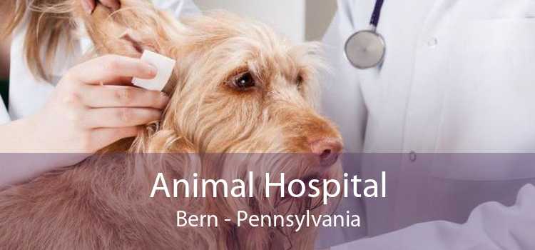Animal Hospital Bern - Pennsylvania