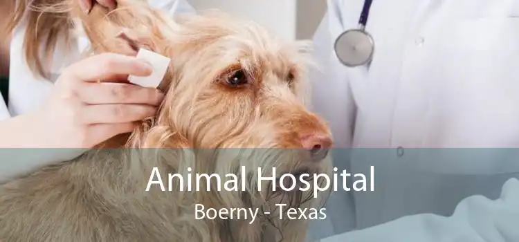 Animal Hospital Boerny - Texas