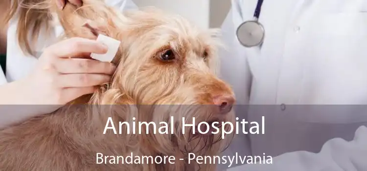 Animal Hospital Brandamore - Pennsylvania