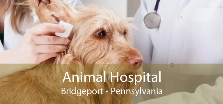 Animal Hospital Bridgeport - Pennsylvania