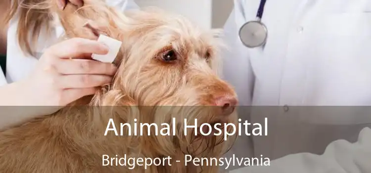 Animal Hospital Bridgeport - Pennsylvania