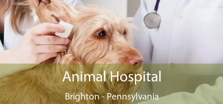 Animal Hospital Brighton - Pennsylvania