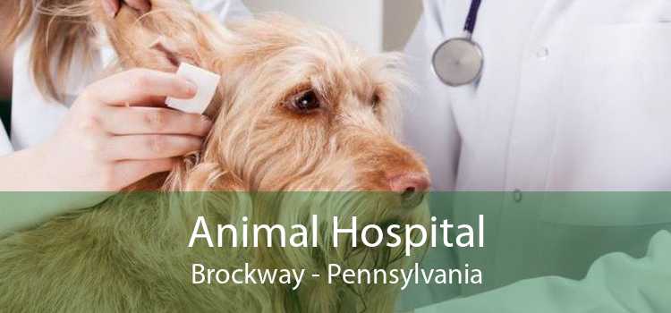 Animal Hospital Brockway - Pennsylvania
