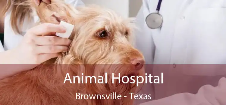 Animal Hospital Brownsville - Texas
