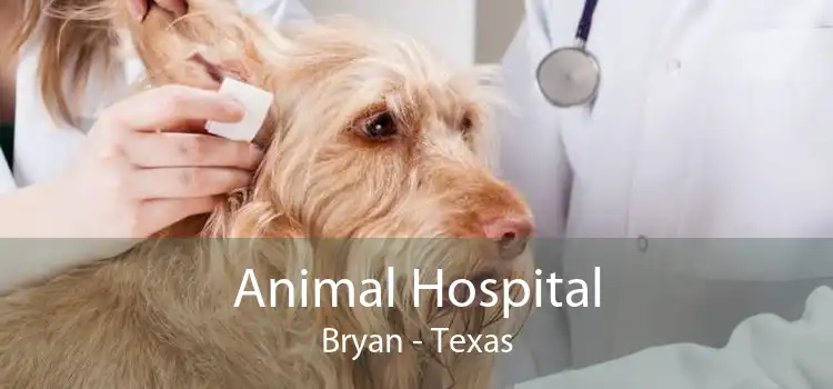 Animal Hospital Bryan - Texas