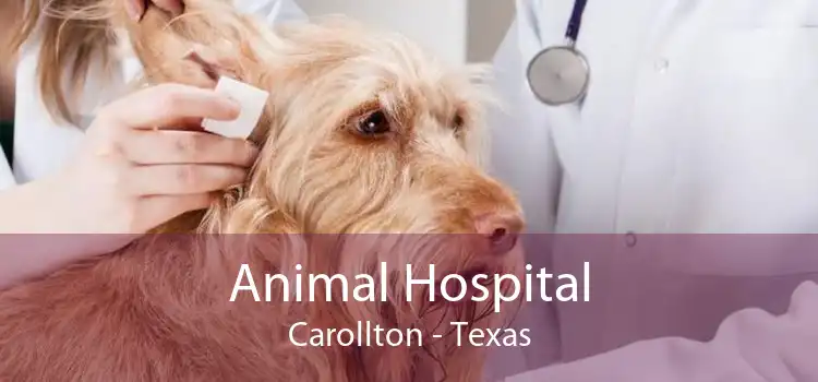 Animal Hospital Carollton - Texas
