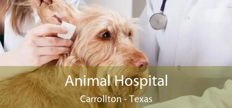 Animal Hospital Carrollton - Texas