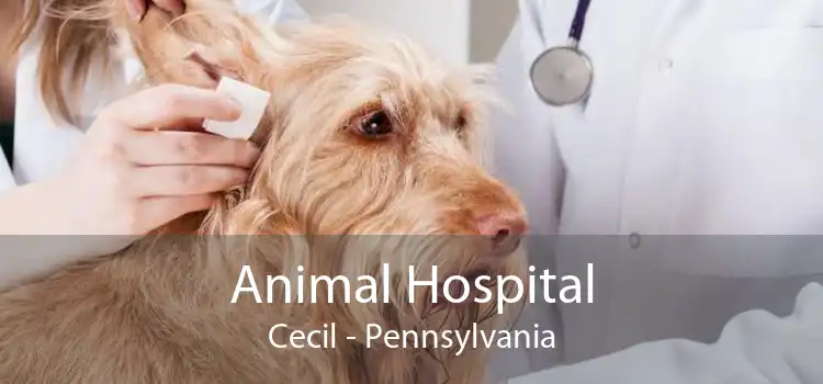 Animal Hospital Cecil - Pennsylvania