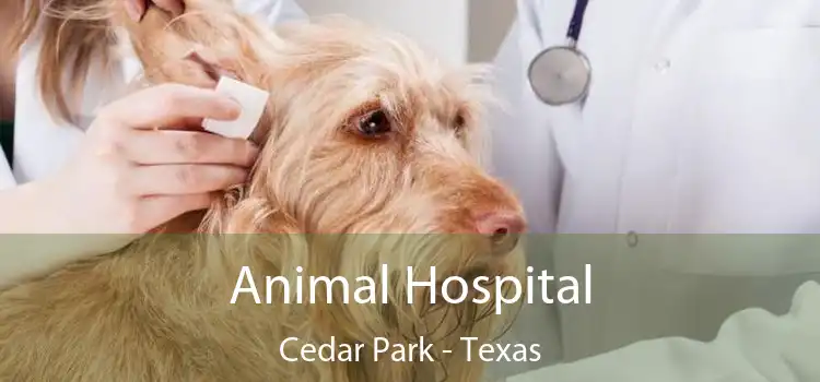 Animal Hospital Cedar Park - Texas