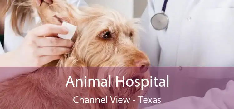 Animal Hospital Channel View - Texas