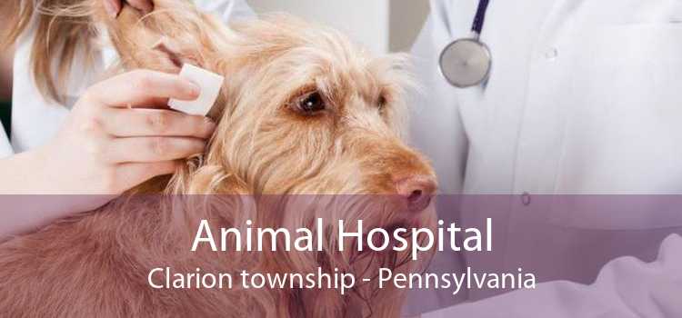 Animal Hospital Clarion township - Pennsylvania
