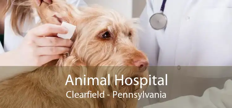 Animal Hospital Clearfield - Pennsylvania