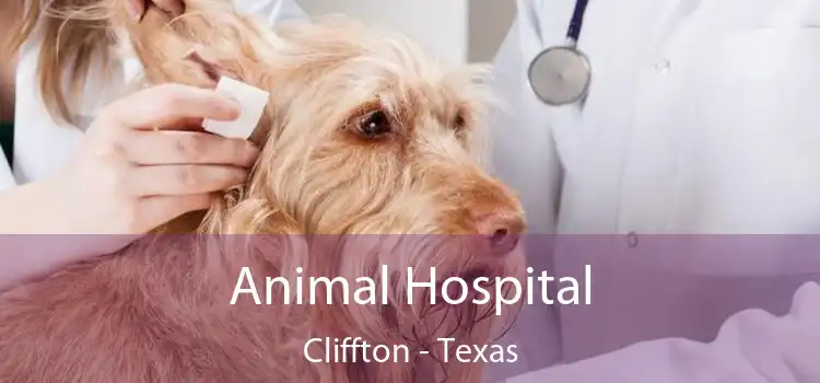 Animal Hospital Cliffton - Texas
