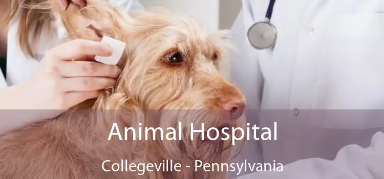 Animal Hospital Collegeville - Pennsylvania