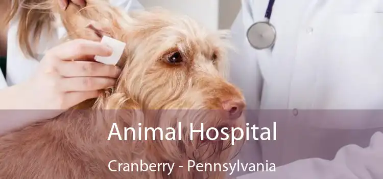 Animal Hospital Cranberry - Pennsylvania