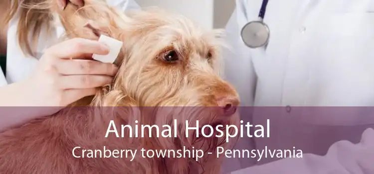 Animal Hospital Cranberry township - Pennsylvania