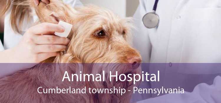 Animal Hospital Cumberland township - Pennsylvania