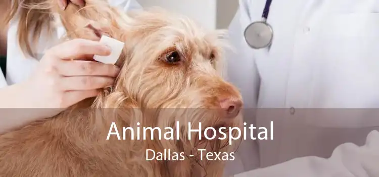 Animal Hospital Dallas - Texas