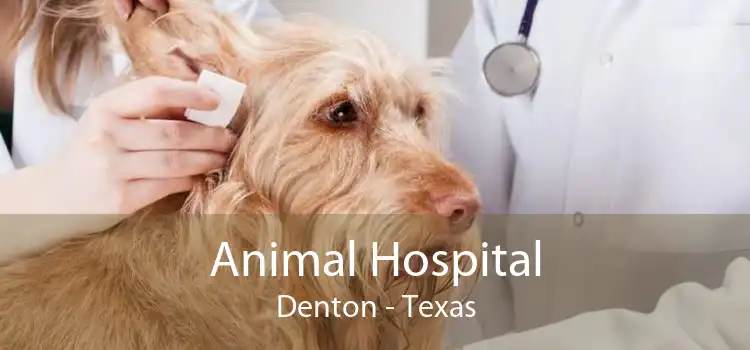 Animal Hospital Denton - Texas