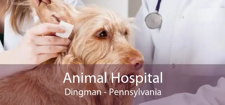 Animal Hospital Dingman - Pennsylvania