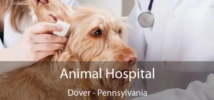 Animal Hospital Dover - Pennsylvania