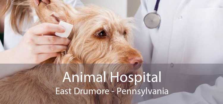 Animal Hospital East Drumore - Pennsylvania