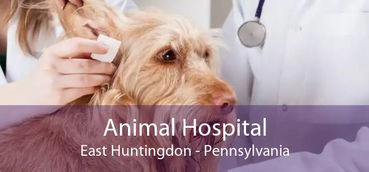 Animal Hospital East Huntingdon - Pennsylvania