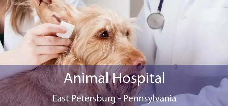 Animal Hospital East Petersburg - Pennsylvania