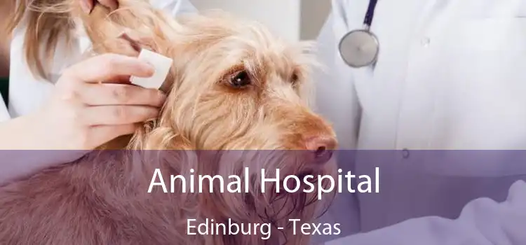 Animal Hospital Edinburg - Texas