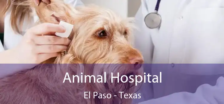 Animal Hospital El Paso - Texas