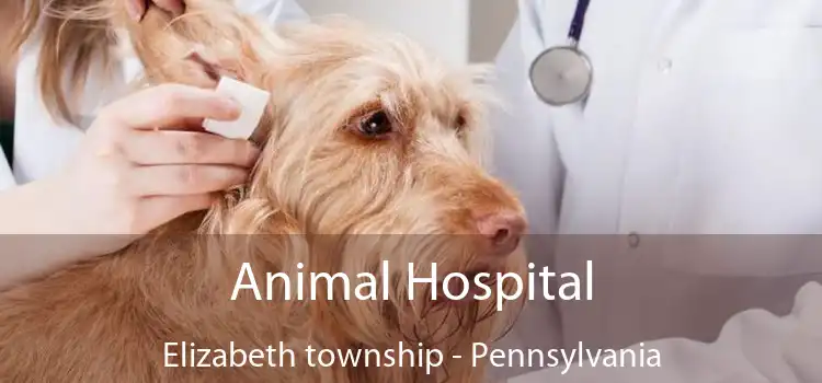 Animal Hospital Elizabeth township - Pennsylvania