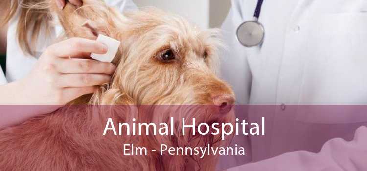 Animal Hospital Elm - Pennsylvania
