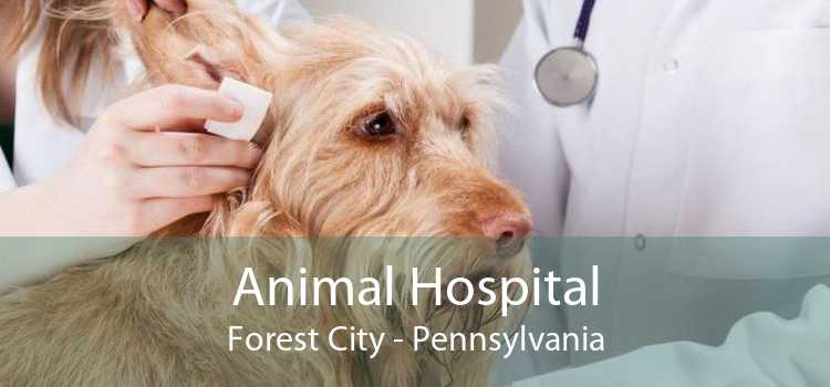 Animal Hospital Forest City - Pennsylvania