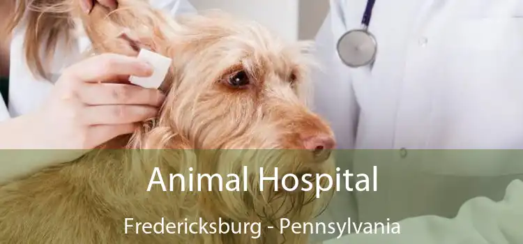 Animal Hospital Fredericksburg - Pennsylvania