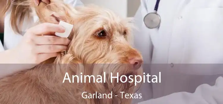 Animal Hospital Garland - Texas