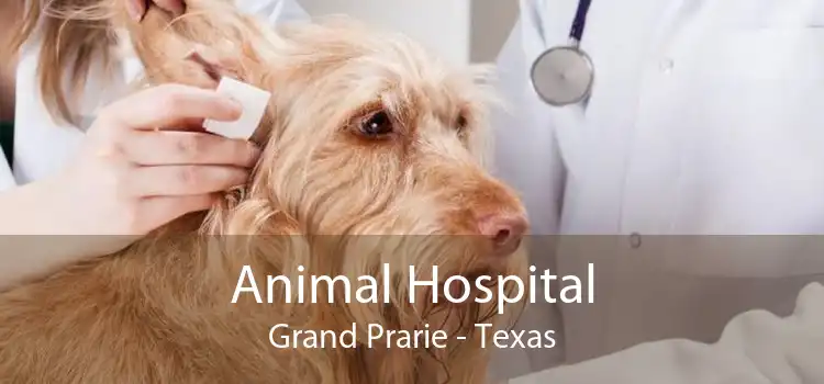 Animal Hospital Grand Prarie - Texas